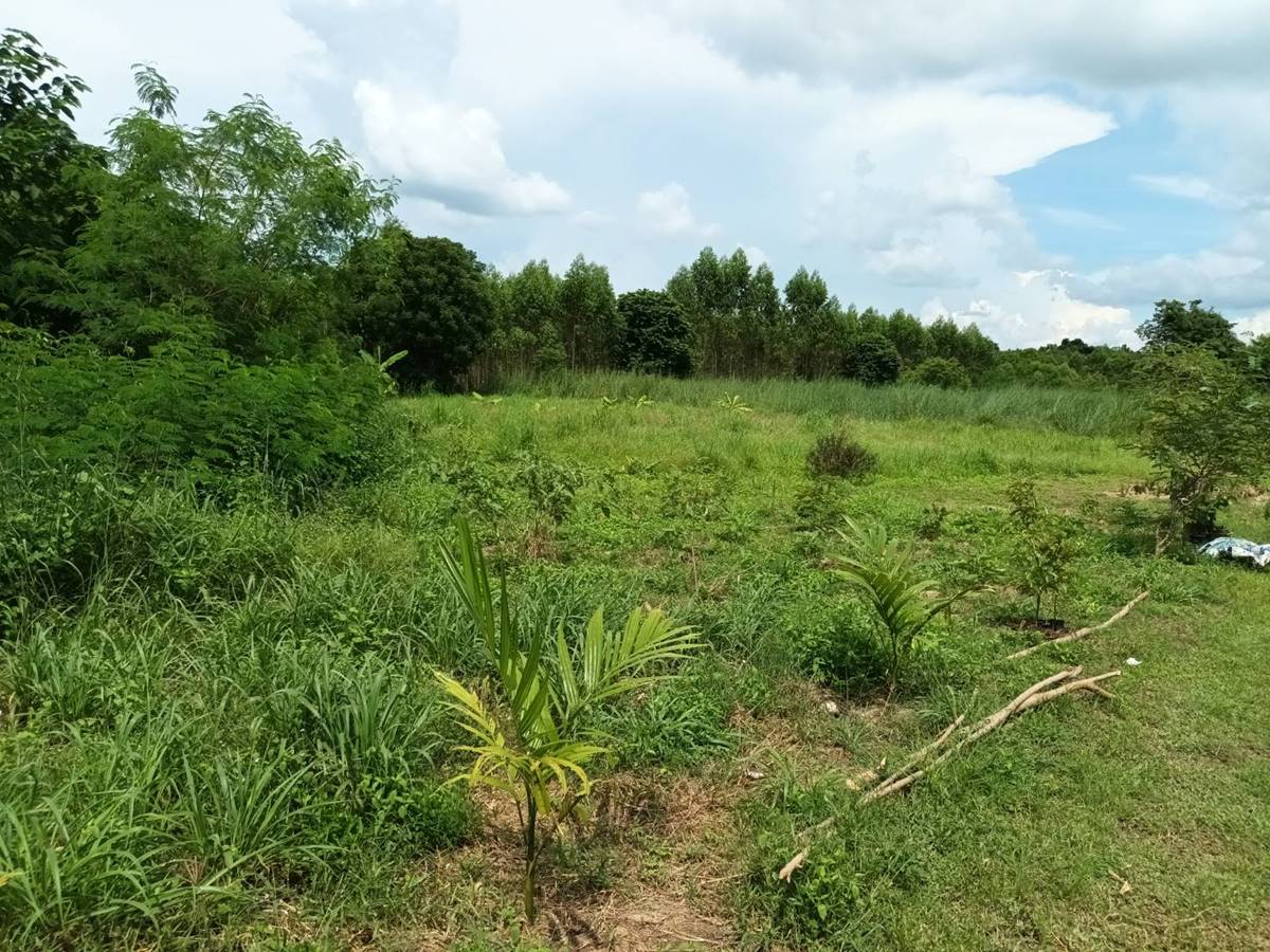 ขายที่ดิน 8 ไร่ ต.เขาหินซ้อน อ.พนมสารคาม จ.ฉะเชิงเทรา โทร 0863683798