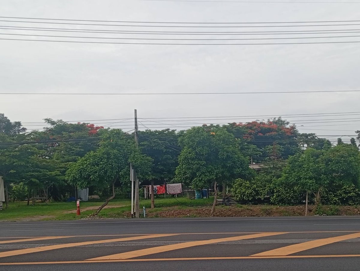 ขายด่วน! ที่ดินสวนเกษตรผสมผสานสไตล์รีสอร์ท อ.พัฒนานิคม จ.ลพบุรี พร้อมบ้านและสิ่งปลูกสร้างครบครัน โทร 063-3832910