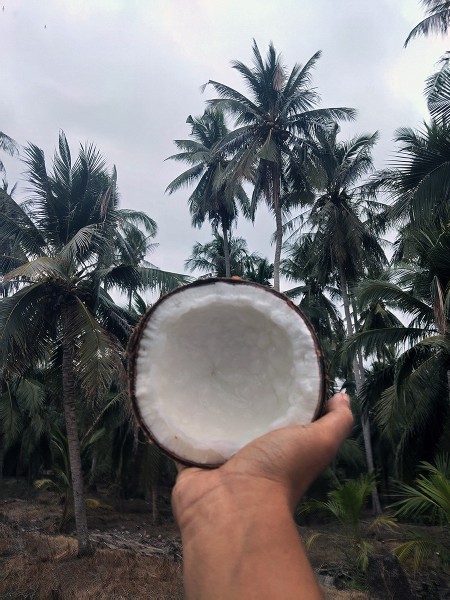 สินค้า ขาย จำหน่ายมะพร้าวกะทิแบบลูก ประจวบครีรีขันธฺ์ มะพร้าวกะทิ ทับสะแก ส่งฟรีกรุงเทพปริมณฑล